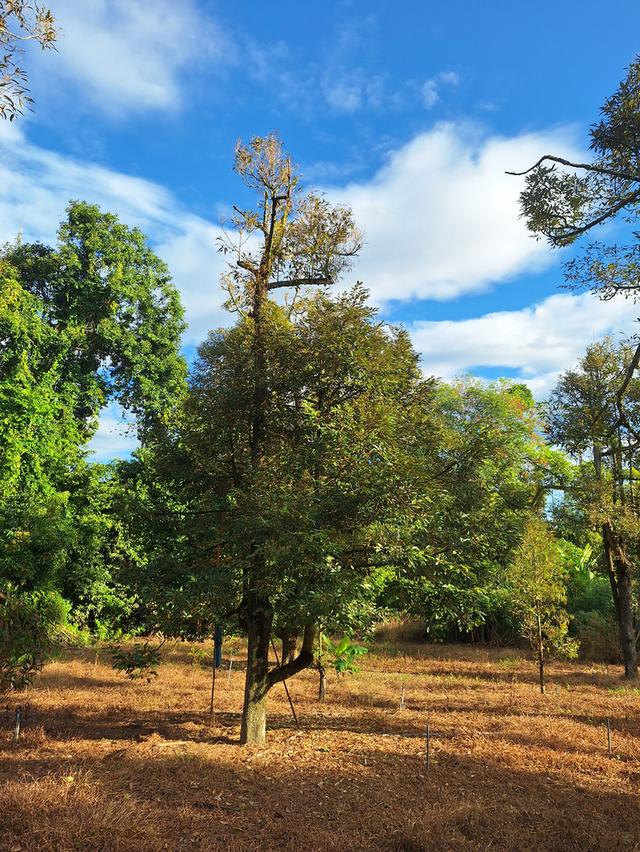 สวนทุเรียนแปลงเล็กระยอง 4