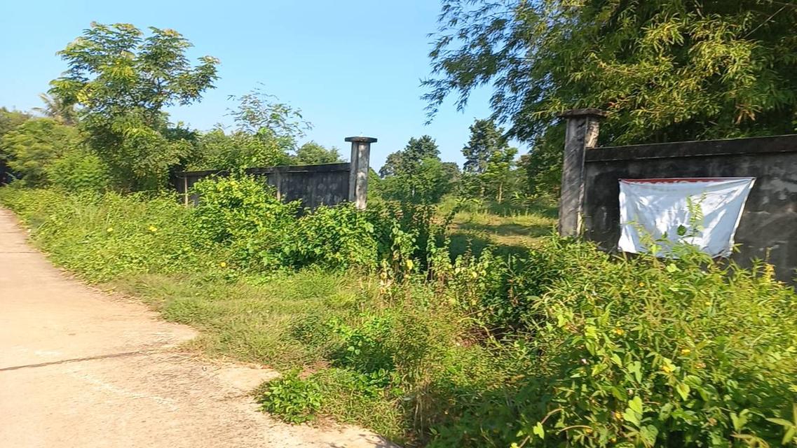 ขายที่นา 7 ไร่ ติดคลองชลประทาน บ้านโสก อ.เจริญศิลป์ สกลนคร 2