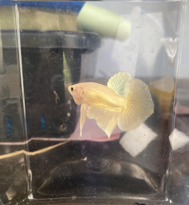 ปลากัดสวยงาม สีทอง เพศผู้ (Betta Gold Male)