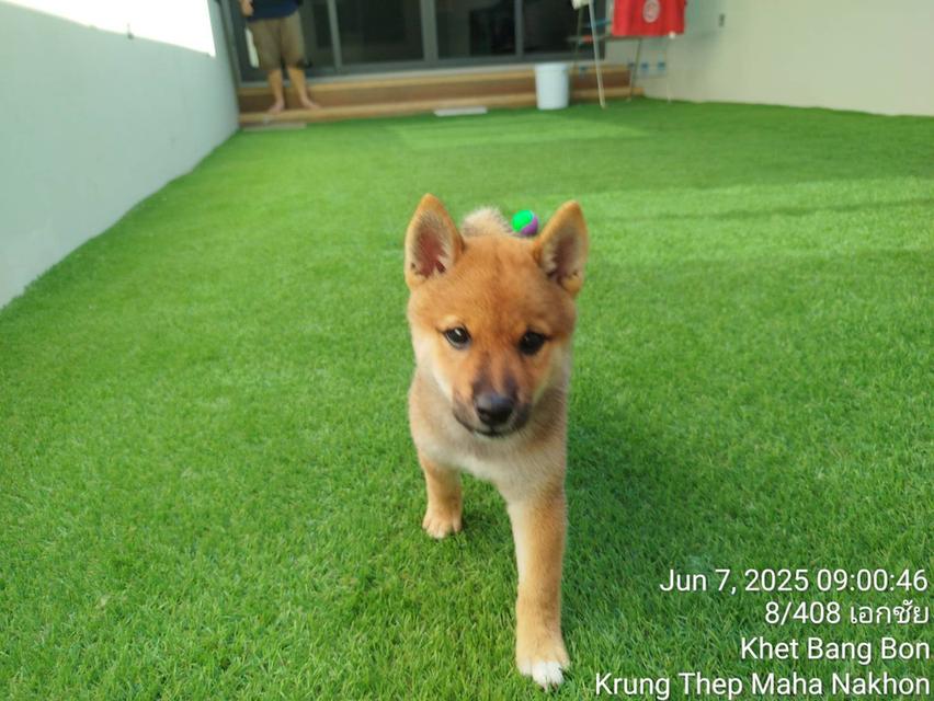 ลูกชิบะอินุ พันธุ์แท้ Shiba Inu ขายด่วน 8