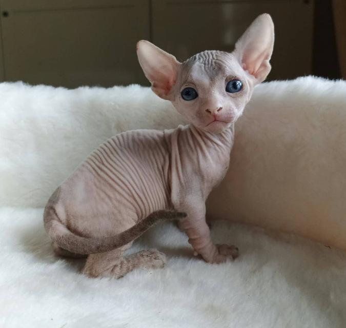 6.แมวแบมบิโน่ เพศผู้ Bambino Cat Male รูปที่ 2