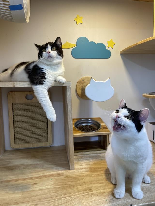 สก๊อตติช