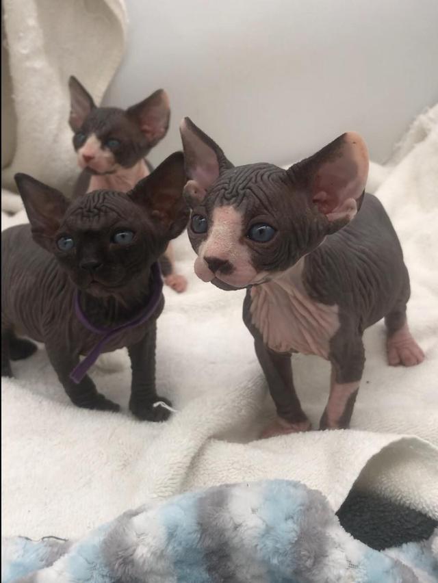 Sphynx Kittens | WhatsApp me : +971 58 208 8241 รูปที่ 3