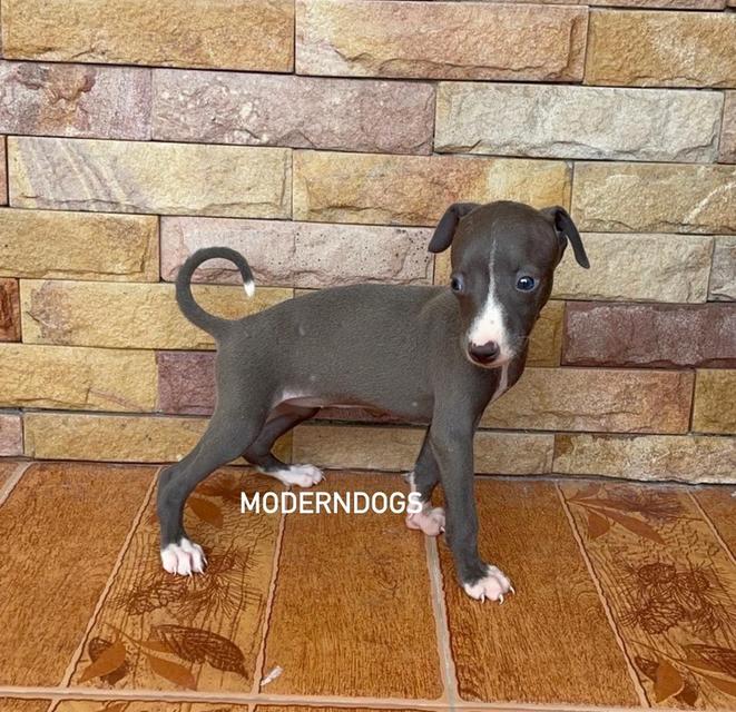 อิตาเลียน เกรย์ฮาวนด์ Italian Greyhound น้องชาย น้องสาว มีพร้อม