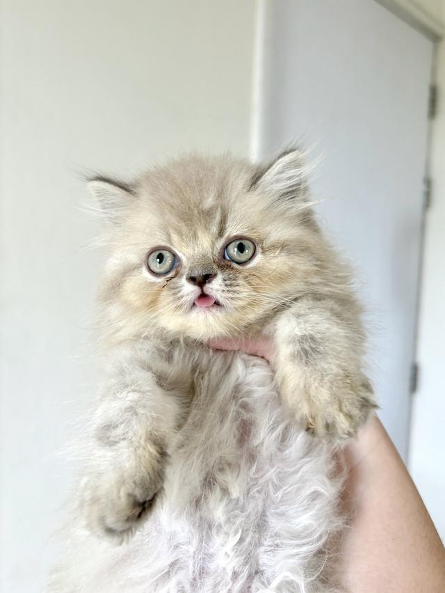 เปอร์เซีย บลูพอยท์