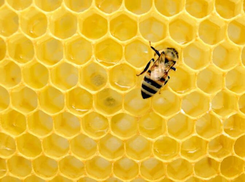รูป รวมวิธีนำน้ำผึ้งมาใช้ภายนอก 1