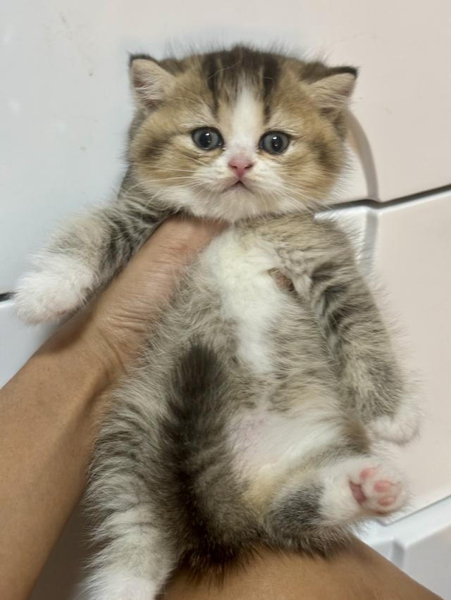 แมวบริติชBritish shorthair รูปที่ 3