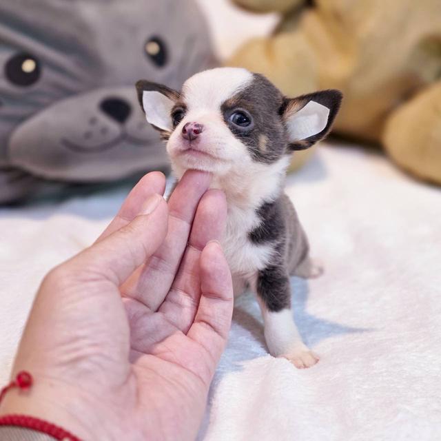 ชิวาวาขนสั้น เพศผู้ ขนสีเทา พิกัดรามอินทรา 9