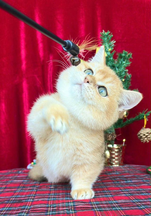 แมว มันช์กิ้น เด็กชาย