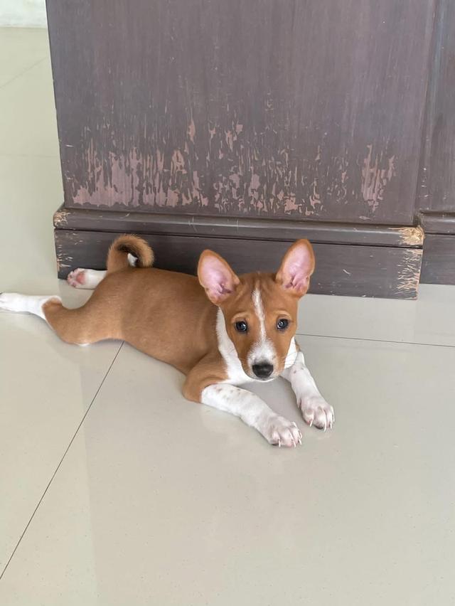 ลูกสุนัข Basenji 3