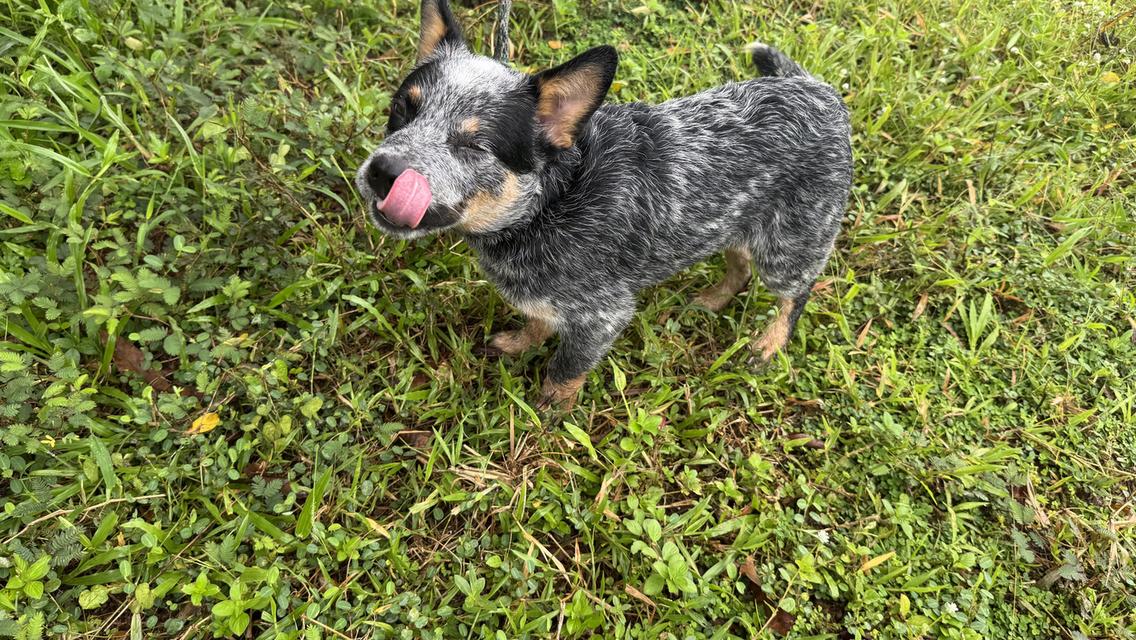 Australian Cattle dog 6