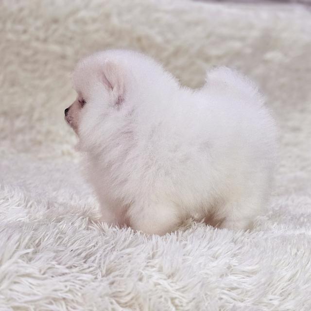 น้องสโนว์ปอมขาวหน้าหมีสุดหล่อ