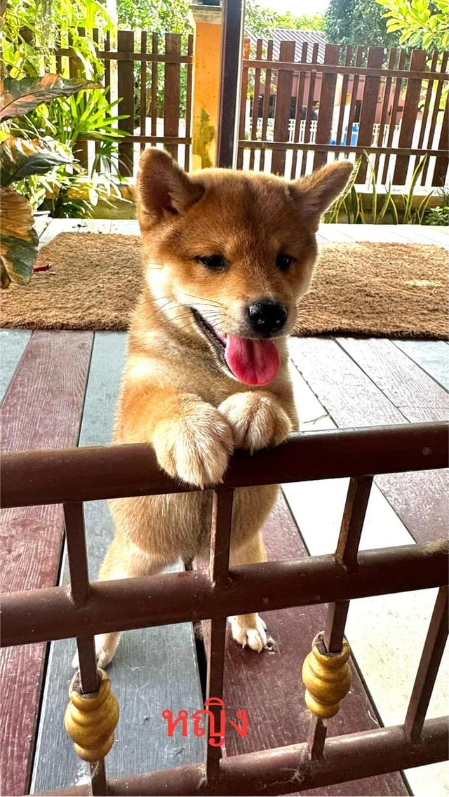 ลูกหมา Shiba หาผู้ปกครอง 3