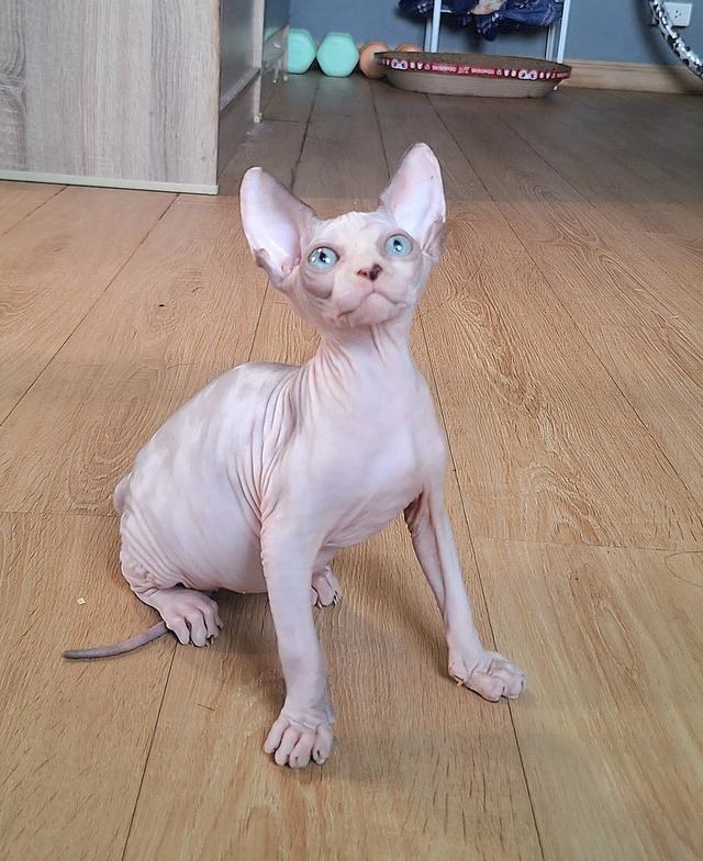 ลูกแมวพันสฟริงซ์ อายุ3เดือน เพศเมีย รูปที่ 2