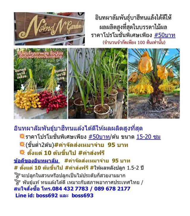 ต้นไม้ เมล็ดพันธุ์พืช ต้นกล้า