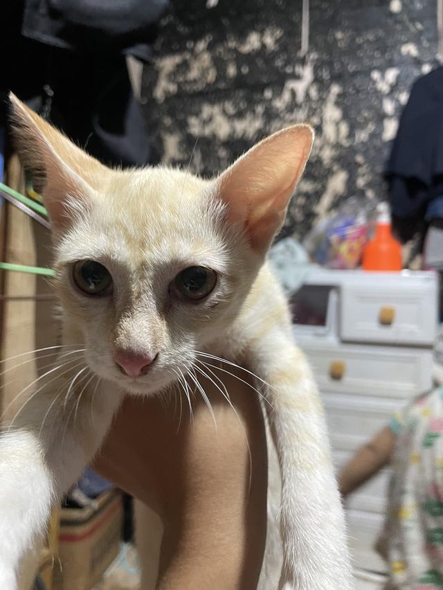 แมววให้ฟรี