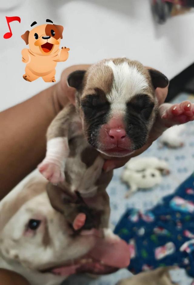 p'tigerขอนแก่น 3,500-5,500฿สุนัข อเมริกันบูลลี่ ราคาถูก และลูกหมาพันธุ์ Bully ฟาร์ม P'tiger ขอนแก่น 10