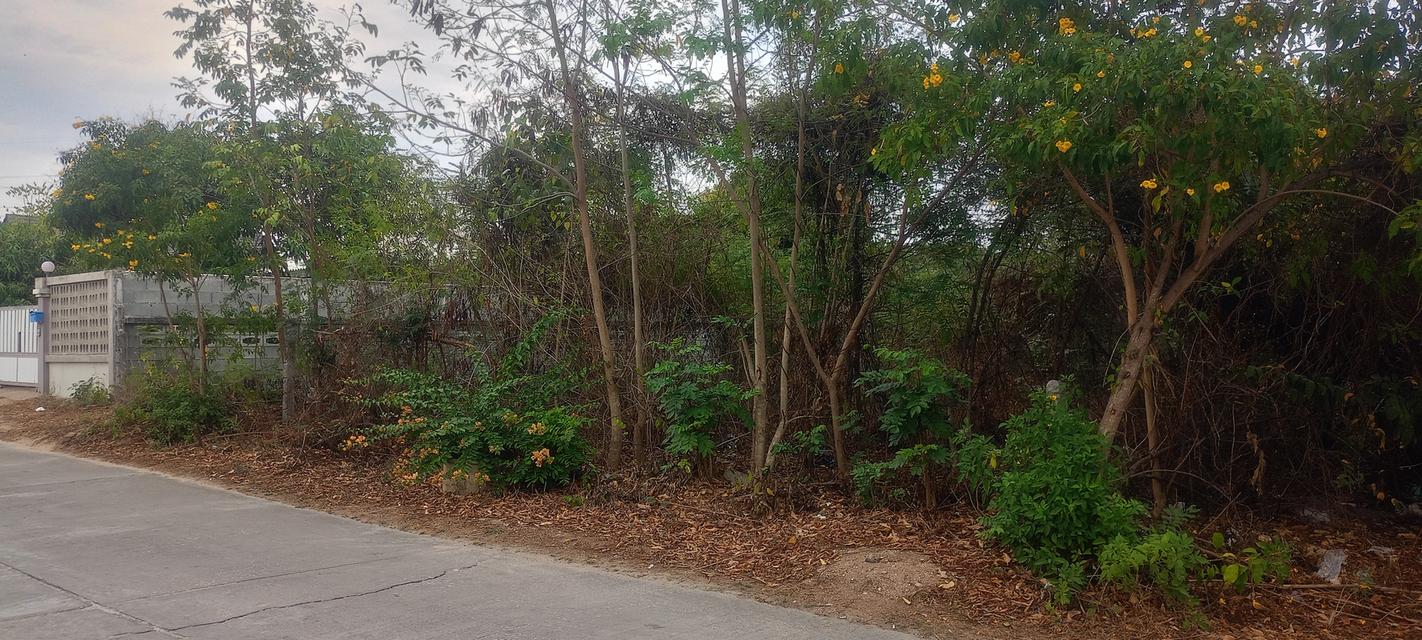 ขายที่ดิน 135 ตารางวา อยู่ปากทางเข้าเขาคันทอง อยู่หลังโลตัส เอ็กซ์เพรส คลองสัก 7