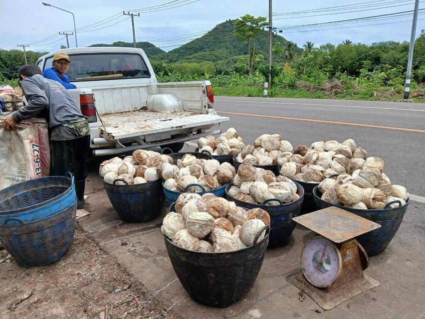 ขายสวนปาล์มสวนยาง โฉนด 25 ไร่ สะพลี ปะทิว ชุมพร 9