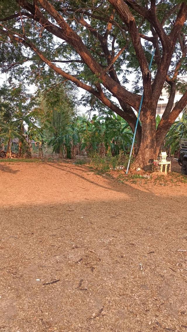 ที่ดินว่างเปล่า 2 ไร่ ติดถนนคอนกรีต(กว้าง16 เมตร) ย่านธุรกิจและที่อยู่อาศัยหนาแน่น 6