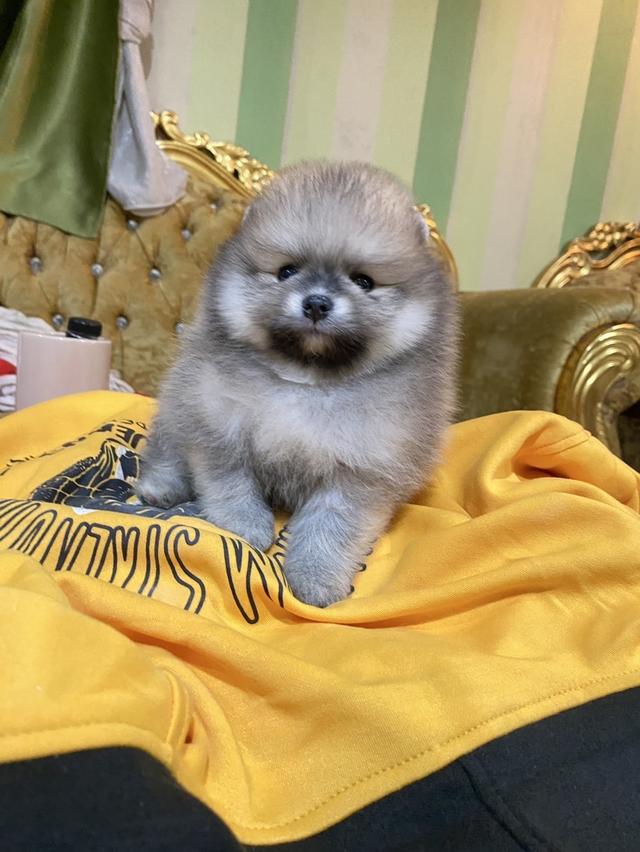 ปอมแท้ พร้อมส่ง มาดูตัวจริงได้ 