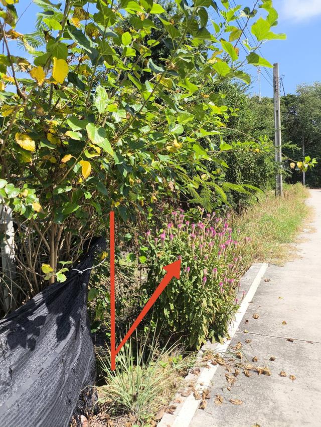ที่ดินย่านไทรน้อย 225 ตรว 1