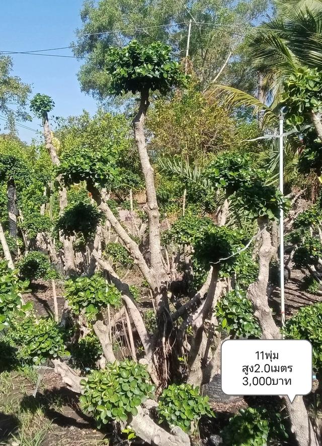 ไทรต่อยอดช้อนเงินช้อนทอง รูปที่ 12