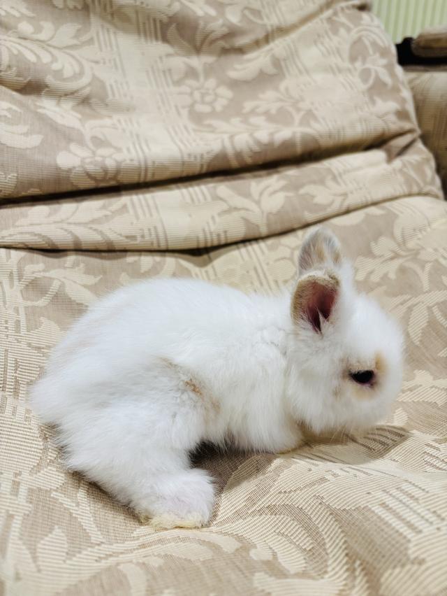 Teddy Bear Rabbit