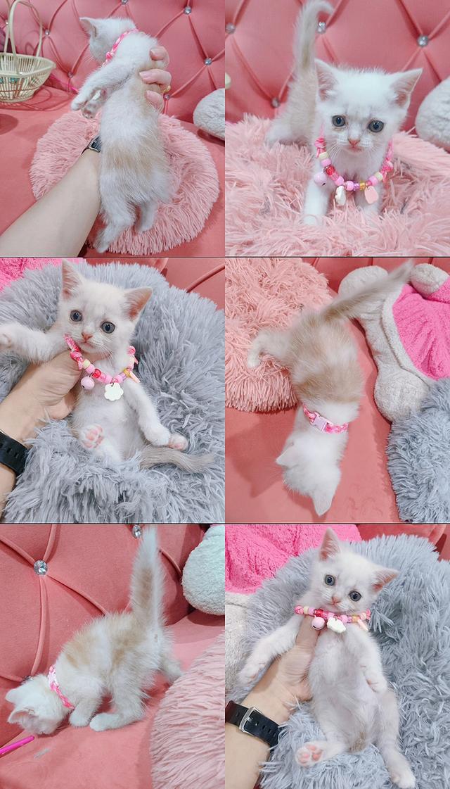 เด็กชาย หญิง สก็อตติช หาบ้าน🏡🏠😻 รูปย่อยที่ 3