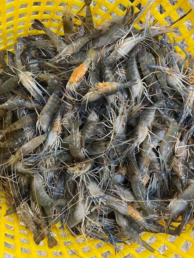 กุ้งแม่น้ำไข่ 3