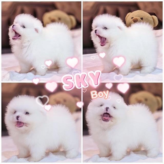 ปอมหน้าหมีขาวล้วนขนสำลีเพศผู้