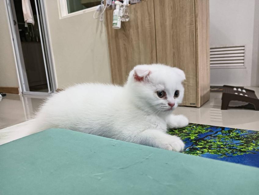 อาหมวยขนฟูตัวกลม