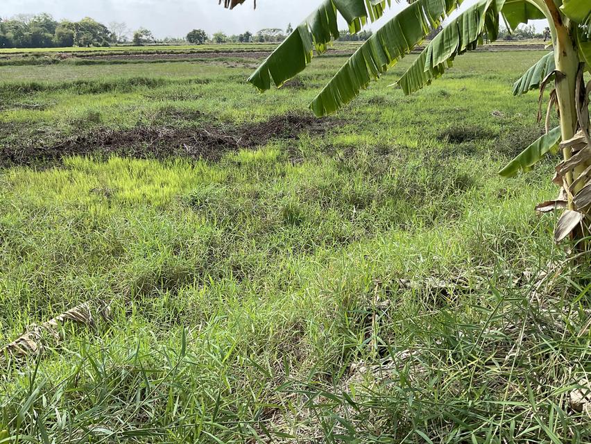 ขายที่ดิน 7 ไร่ ต.โบสถ์ อ.พิมาย จ.นครราชสีมา 4