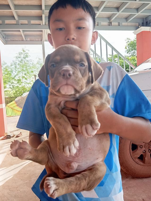 สุนัขอเมริกันบูลลี่ ตัวผู้