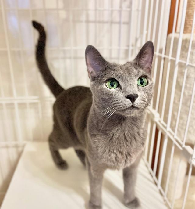 หาบ้านให้แมวพันธุ์ Russian Blue 