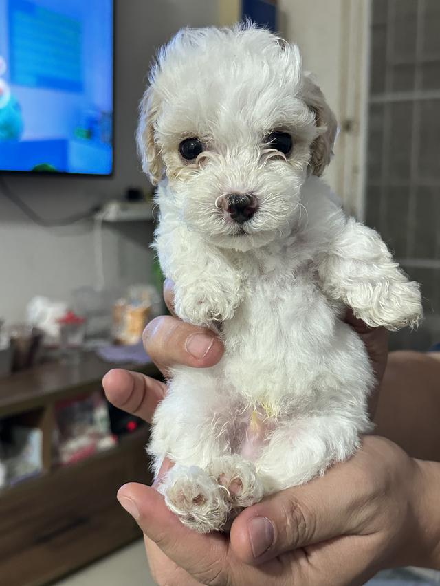 สุนัขพุดเดิ้ลทอยสีขาว 2