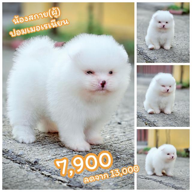ปอมขาวเพศผู้สุดหล่อพันธุ์แท้พร้อมย้ายบ้าน 7