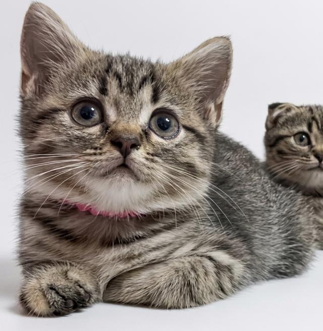 Scottish fold น้องผู้หญิง รูปที่ 2