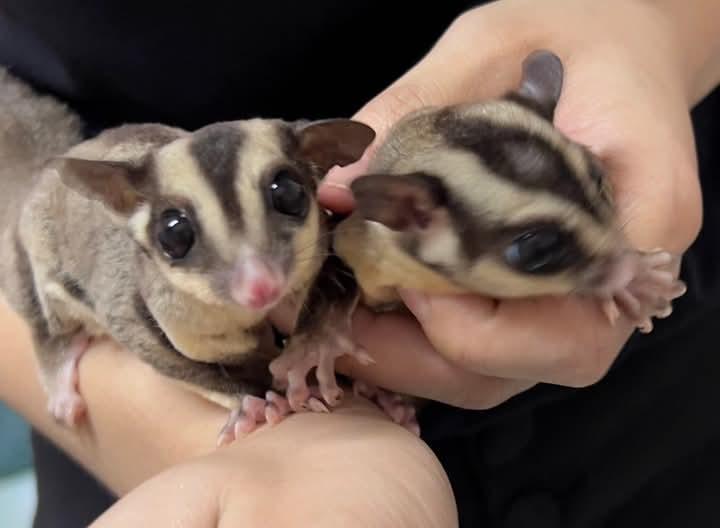 Sugar Glider ไม่ขายแยก มี 4 ตัว