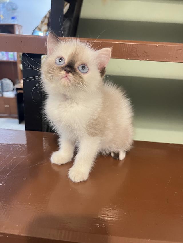 แมว สก๊อตผสมเปอเซีย 🔥🔥🔥🔥 รูปที่ 4