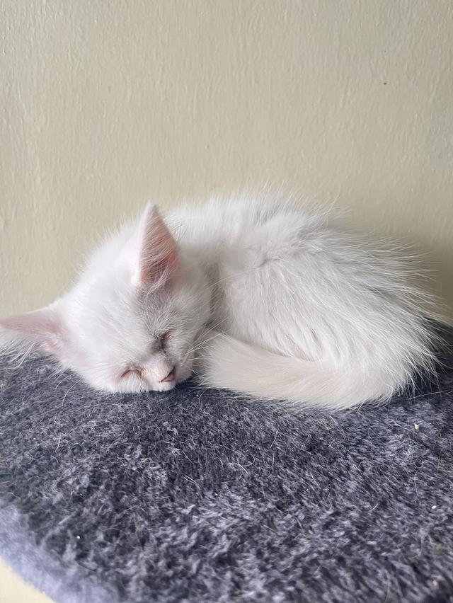 ขายน้องแมว หาบ้านใหม่ให้น้อง รูปย่อยที่ 4