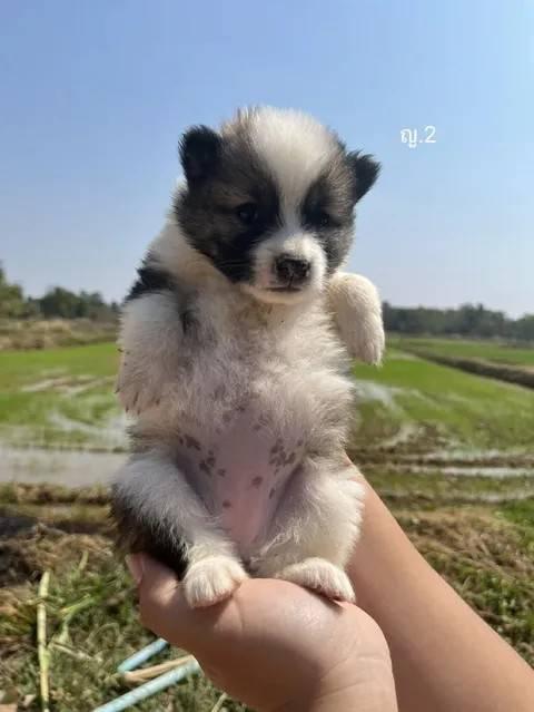 ขายลูกสุนัขพันธุ์บางแก้ว รูปที่ 4