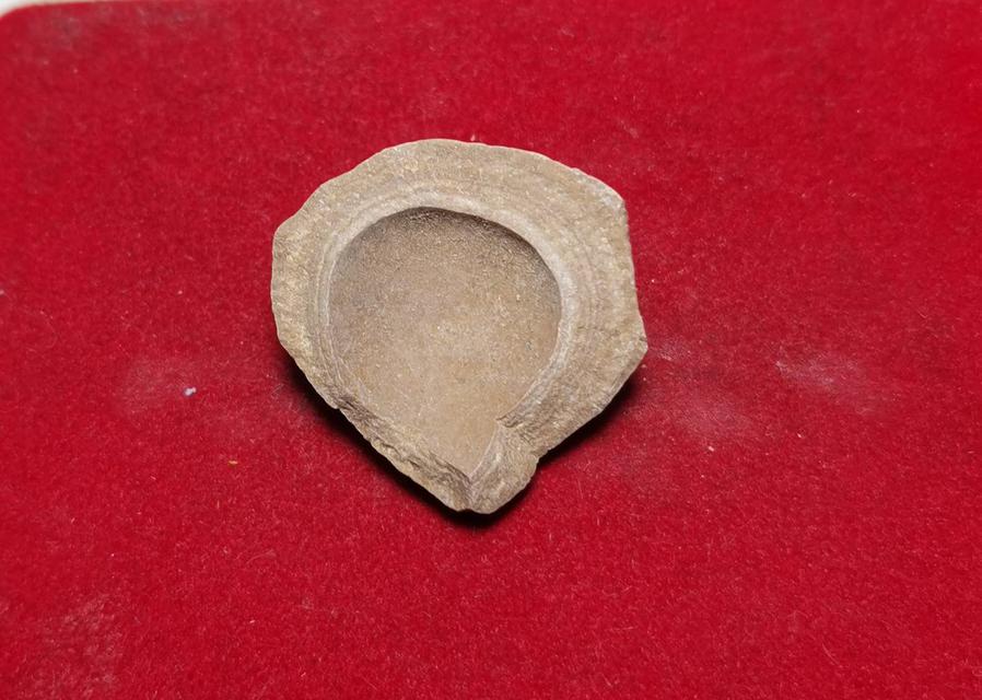 6169 คตหอย หรือหอยที่กลายเป็นหิน พบหายากอายุพันปีจนกลายเป็นหิน 4