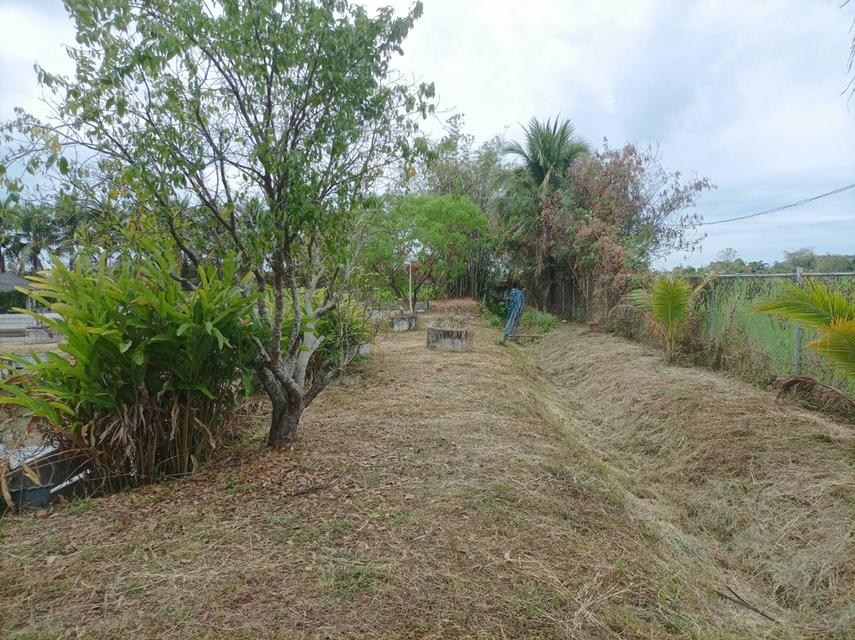 ขายบ้านพร้อมที่ดิน ต.สง่าบ้าน อ.ดอยสะเก็ด จ.เชียงใหม่ 16