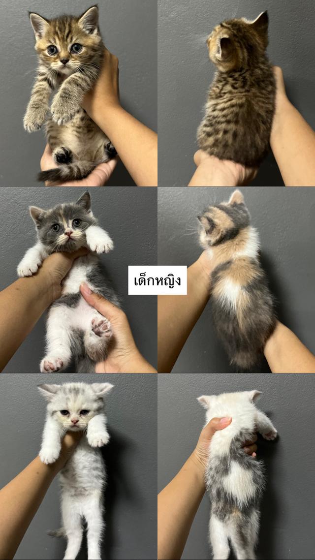 แมวสก็อตติชโฟลด์ 3
