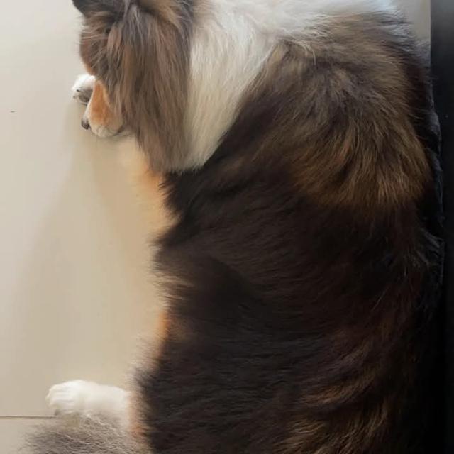 ขาย Shetland Sheepdog สองตัว 4