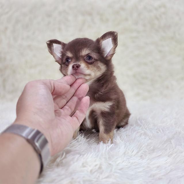 ชิวาวาขนยาวเพศผู้สีช็อคมาร์คไซฟอร์มดีหล่อเท่ห์ 2