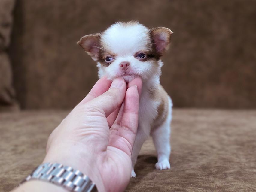 Chihuahua t cup น้องยูโรเพศผู้