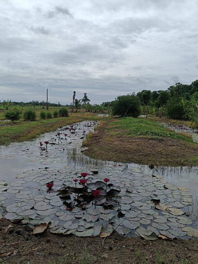 ขายที่ดินติดถนนลำลูกกา คลอง13 10