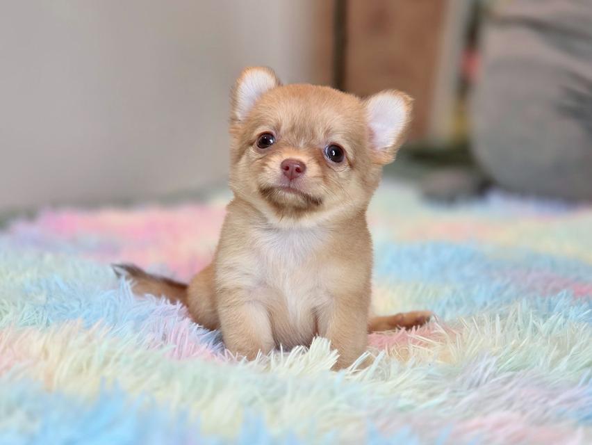 ชิวาวาแท้ขนยาว เพศเมีย รูปที่ 5